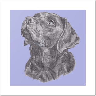 Classic Labrador Retriever Dog Profile Drawing Posters and Art